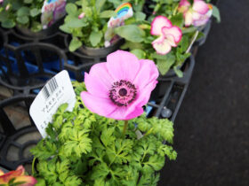 １１月入荷中の花苗の紹介