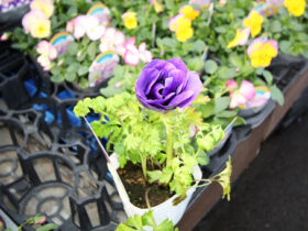 １１月入荷中の花苗の紹介