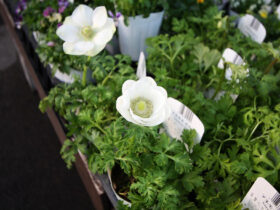 １１月入荷中の花苗の紹介