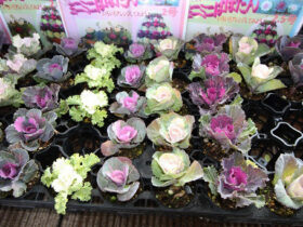 １１月入荷中の花苗の紹介