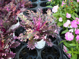 １１月入荷中の花苗の紹介