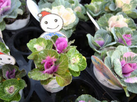 １１月入荷中の花苗の紹介