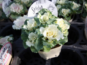 １１月入荷中の花苗の紹介