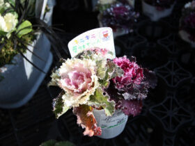 １１月入荷中の花苗の紹介