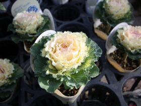 １１月入荷中の花苗の紹介