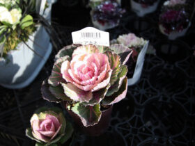 １１月入荷中の花苗の紹介