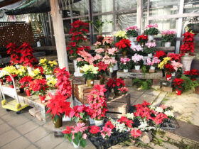 １１月入荷中の花苗の紹介
