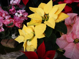 １１月入荷中の花苗の紹介