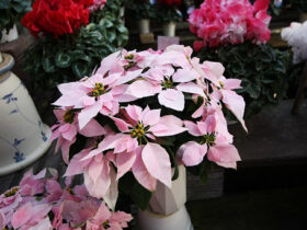 １１月入荷中の花苗の紹介