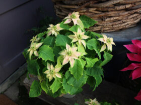 １１月入荷中の花苗の紹介