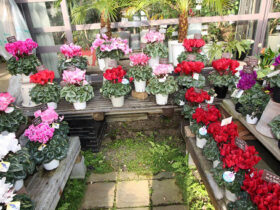 １１月入荷中の花苗の紹介