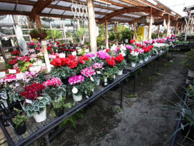 １１月入荷中の花苗の紹介