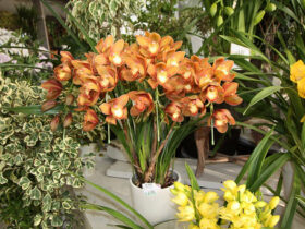 １１月入荷中の花苗の紹介
