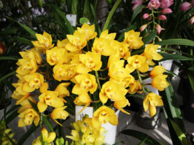 １１月入荷中の花苗の紹介