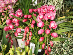 １１月入荷中の花苗の紹介