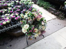 １２月入荷中の花苗の紹介