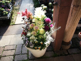 １２月入荷中の花苗の紹介
