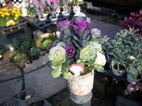 １２月入荷中の花苗の紹介
