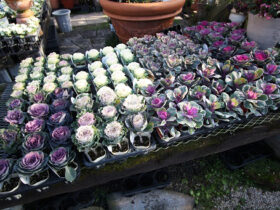 １２月入荷中の花苗の紹介
