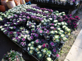 １２月入荷中の花苗の紹介