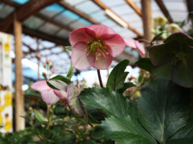 １２月入荷中の花苗の紹介