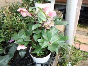 １２月入荷中の花苗の紹介