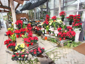 １２月入荷中の花苗の紹介