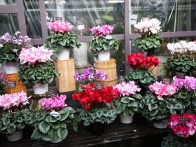 １２月入荷中の花苗の紹介