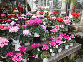 １２月入荷中の花苗の紹介