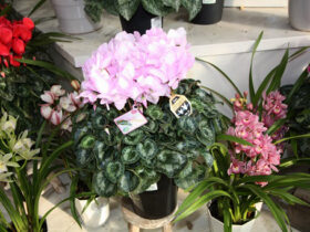 １２月入荷中の花苗の紹介