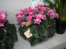 １２月入荷中の花苗の紹介