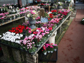 １２月入荷中の花苗の紹介