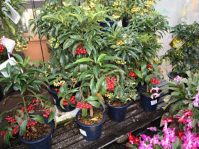 １２月入荷中の花苗の紹介