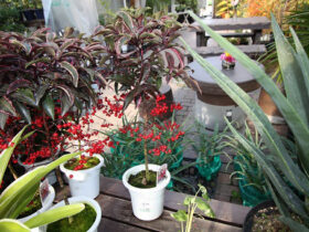 １２月入荷中の花苗の紹介