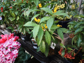 １２月入荷中の花苗の紹介