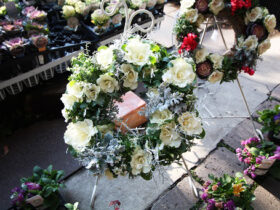 １２月入荷中の花苗の紹介