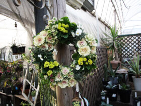 １２月入荷中の花苗の紹介