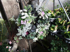 １２月入荷中の花苗の紹介
