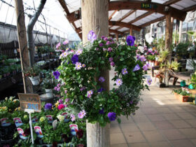 １２月入荷中の花苗の紹介