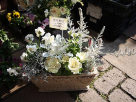 １２月入荷中の花苗の紹介