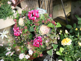 １２月入荷中の花苗の紹介
