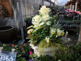 １２月入荷中の花苗の紹介