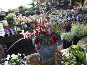 １２月入荷中の花苗の紹介