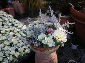 １２月入荷中の花苗の紹介