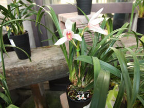 １２月入荷中の花苗の紹介