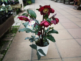 １月入荷中の花苗の紹介