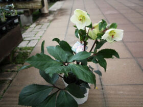 １月入荷中の花苗の紹介