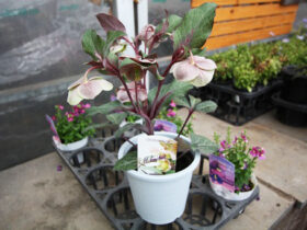 １月入荷中の花苗の紹介
