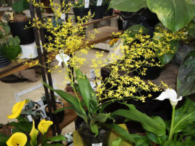１月入荷中の花苗の紹介