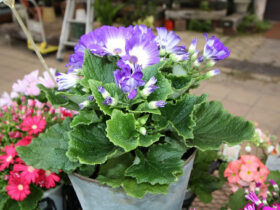 １月入荷中の花苗の紹介